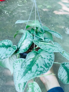 TRẦU BÀ PHÁP CHẬU GÁO DỪA