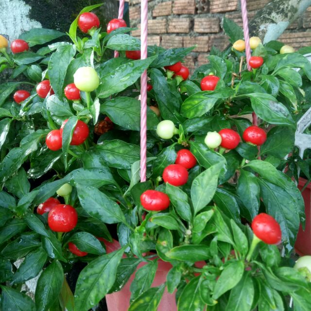 Hạt giống ớt bi.60 hạt