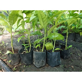 Combo 5 cây hoàn ngọc xanh