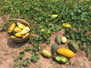 120 Hạt Giống Dưa Thái Thơm