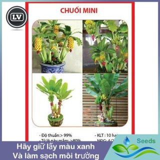 Hạt Giống Chuối Mini - 10 Hạt Hạt giống Long Vũ