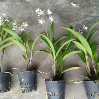 Hoa phong lan brass lai epi