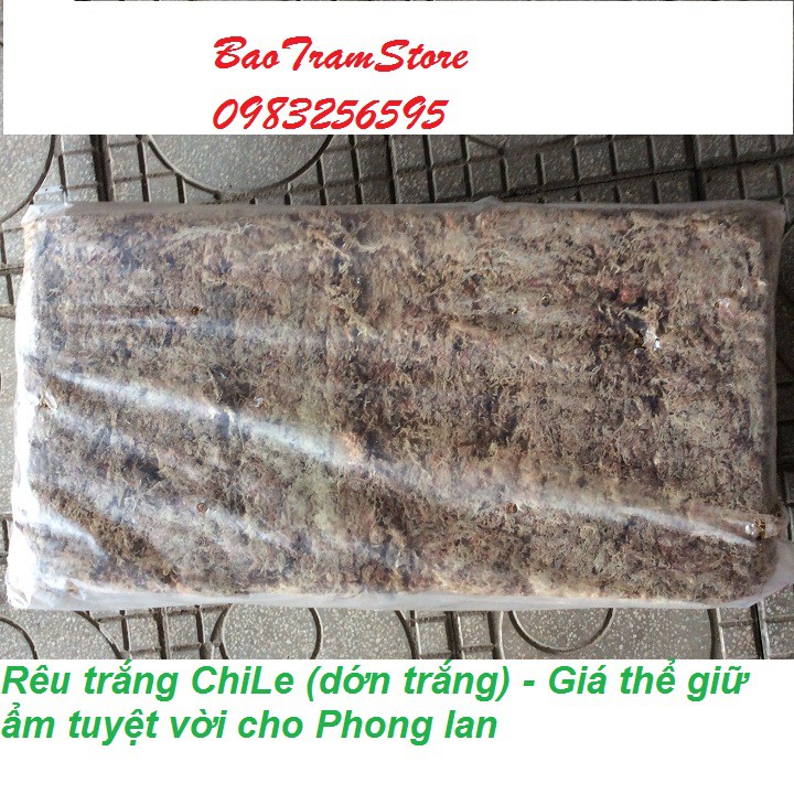 Rêu trắng ChiLe - Giá thể giữ ẩm tuyệt vời cho phong lan, gói 500g