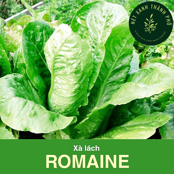 Hạt giống Xà Lách Romaine 2gr