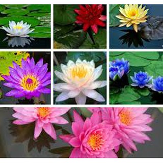 Hạt Giống Hoa Súng Thái Mini