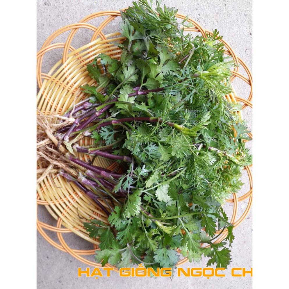 Hạt Giống Rau Mùi Cồn Tía lá nhuyễn cao sản (Rau Thơm, Gia Vị)