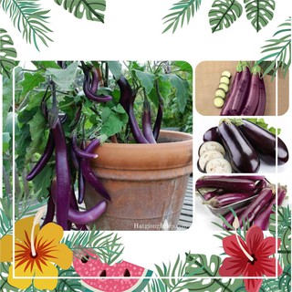 [TOP] Hạt Giống Cà Tím Dài F1 - 200 Hạt [ Tặng Kèm 1 Viên Nén Xơ Dừa ] F1