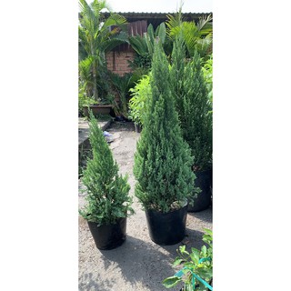 Cây Sơn tùng ( loại trung ) cao từ 50 đến 70