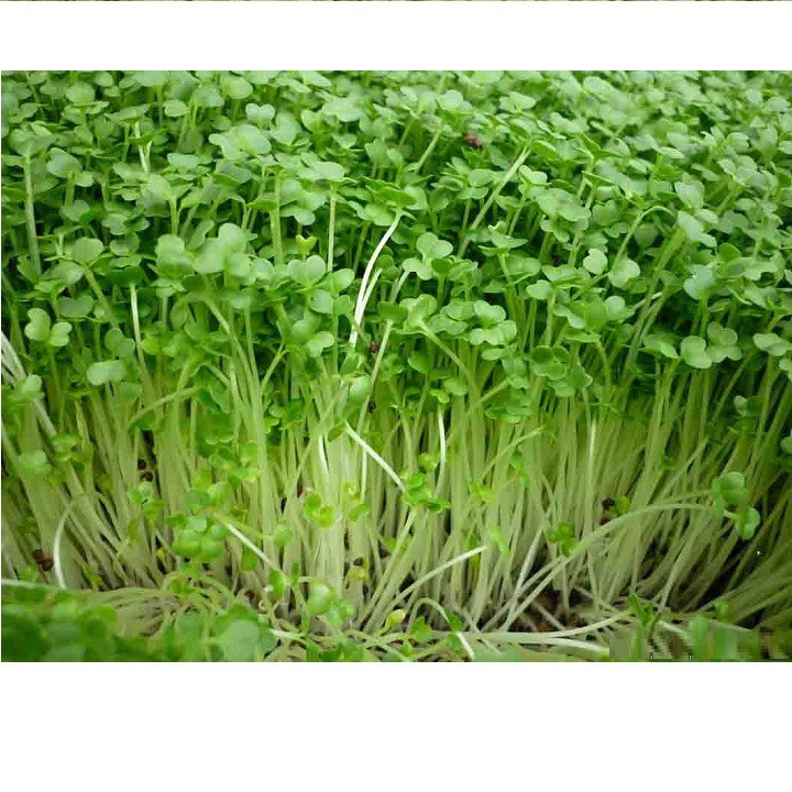 Hạt giống rau mầm cải xanh Đà Lạt gói 50 gram xuất xứ Việt Nam