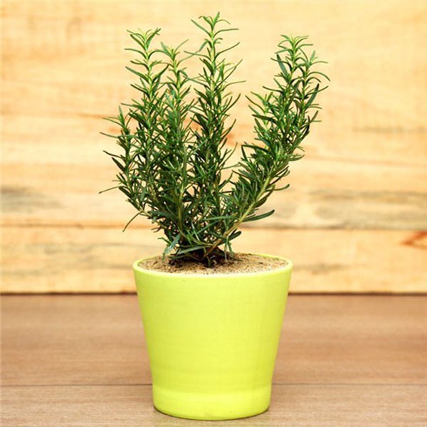 Gói 20 Hạt giống Cây Hương Thảo Đuổi Muỗi - Rosemary