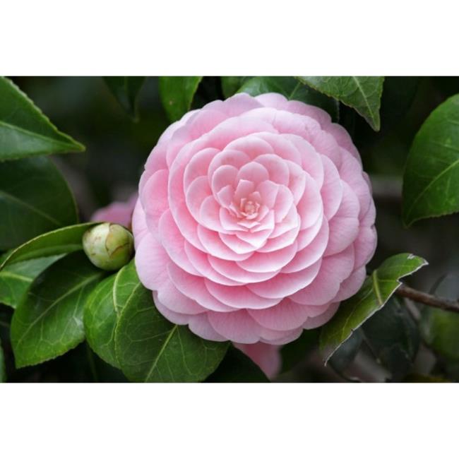 CÂY GIỐNG TRÀ MY CAO 15-20CM