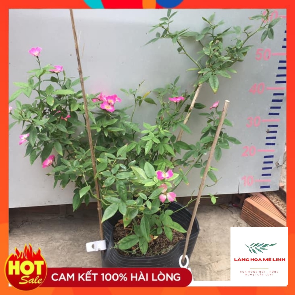 Hoa hồng Ngoại SANJIT ROSE [SIÊU HOT] - CÂY SUM XÊ NHIỀU NỤ