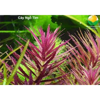 Cây thủy sinh NGỖ TÍM lá nước