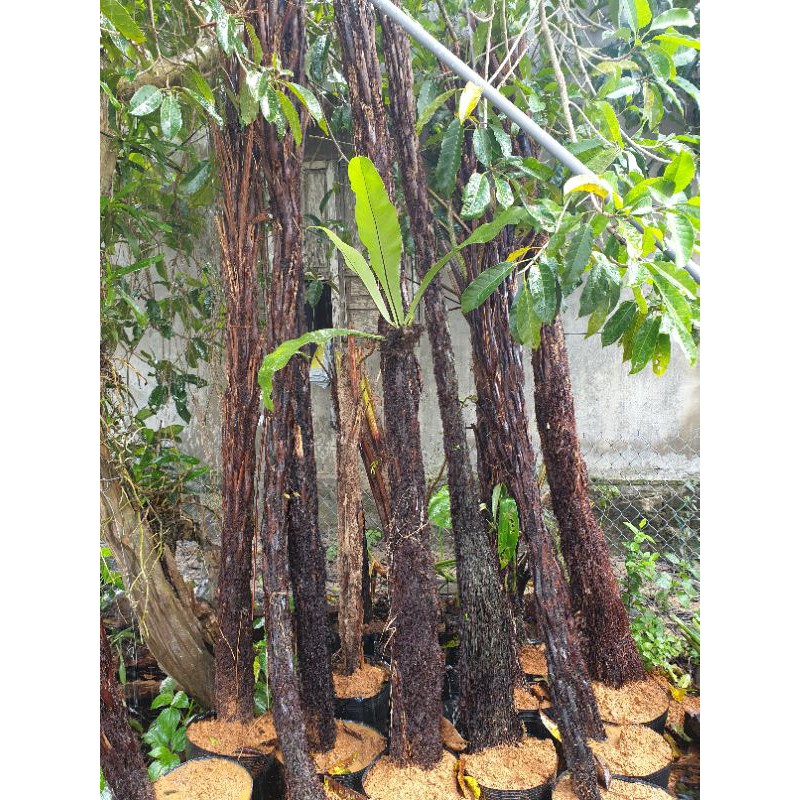 Dương xỉ thân gỗ làm sân vườn cây cao 2 mét