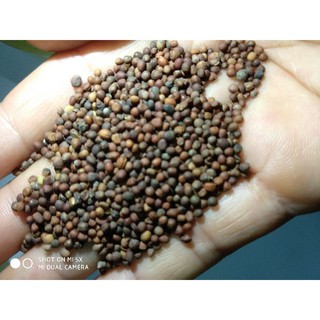 100 Hạt Giống Súp Lơ Xanh