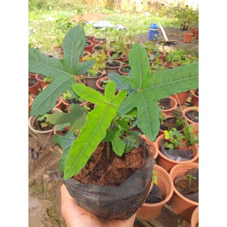Cây sâm bố chính