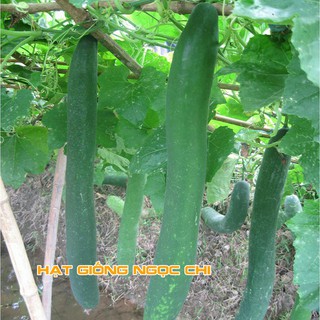 Hạt Giống Quả Bí Sặt (Bí Đao Xanh) - 30H