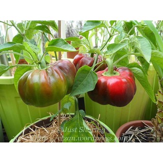 HẠT GIỐNG ỚT NGỌT BÍ NGÔ