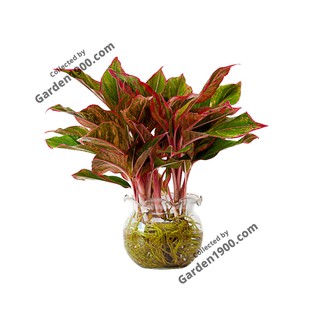 Cây phú quý thủy sinh - Cây nội thất văn phòng