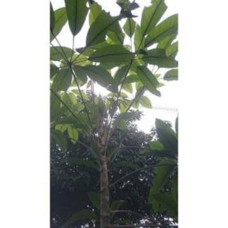 100g lá lằng khô