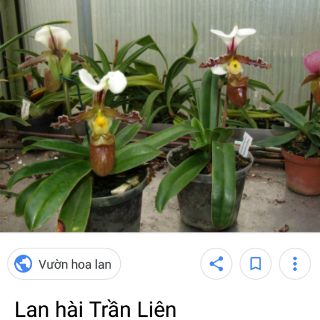 Các lan hài