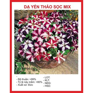  Hạt giống Hoa Dạ yến thảo sọc – 50Hạt