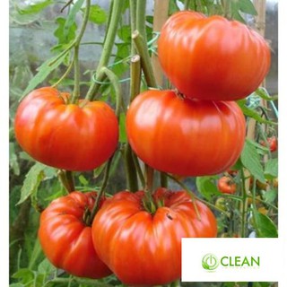 Hạt giống Cà chua khổng lồ 1kg