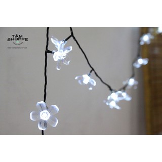 Dây đèn led hoa mai trắng 10m tan