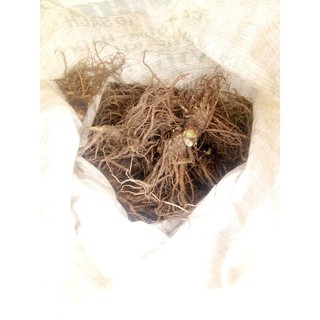 Sâm Đương Quy Tươi 1Kg