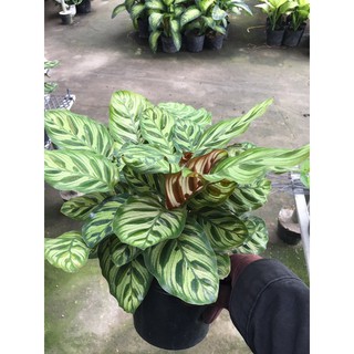 Cây đuôi công Calathea makoyana