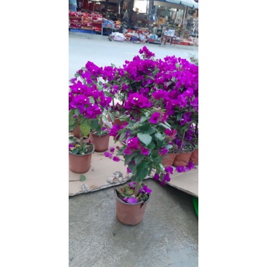 Hoa Giấy Tím đậm. Rẻ và đẹp