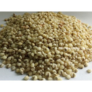 Hạt i dĩ ( bobo) 1kg