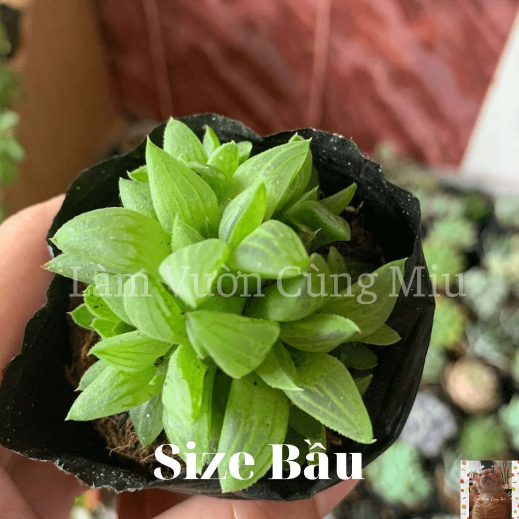 Sen Đá Ngọc Guốc  - Size Bầu - Trung