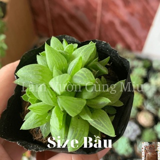 Sen Đá Ngọc Guốc 💃💃💃 - Size Bầu - Trung