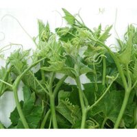 Hạt Giống BÍ SIÊU ĐỌT LAI F1 HN-30 (10 Gr)