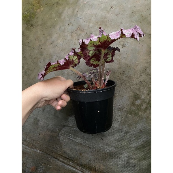 Chậu cứng Begonia Mauve