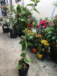 Cây hoa giấy giống