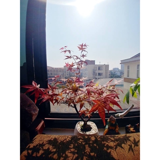 Cây để bàn Phong lá đỏ