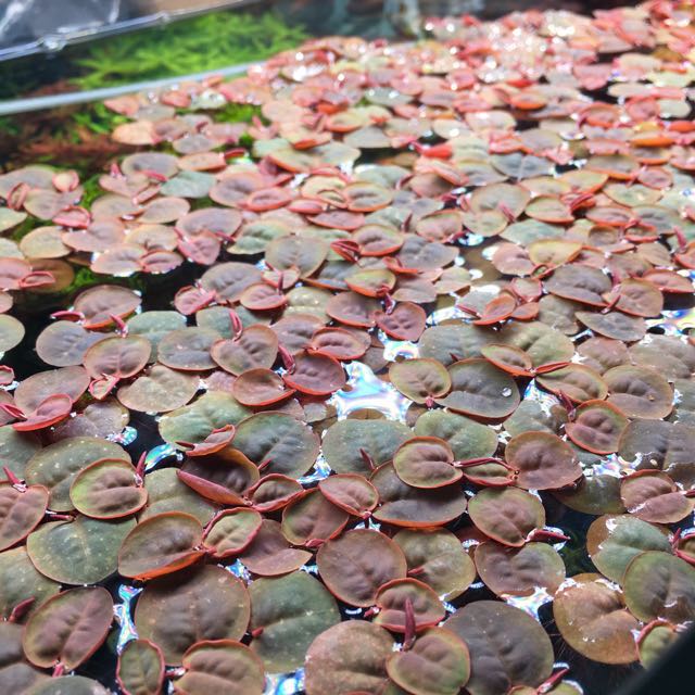 Bèo Rễ Đỏ – Red Root Floater - Bèo táo - oxy hóa, khử nitơ cho bể cá