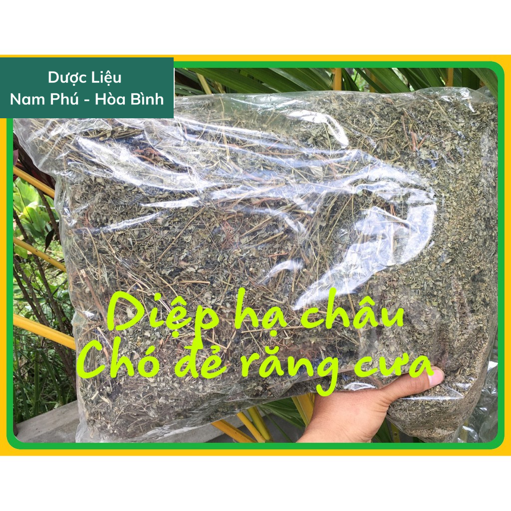 1KG Diệp Hạ Châu - Chó đẻ răng cưa giá sỉ khô sạch đẹp