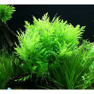 3 Nhánh Thủy Cúc lá cạn - Cây thủy sinh không cần co2 - Cây cắt cắm - Phụ kiện thủy sinh