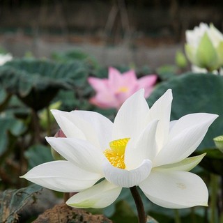 HƯƠNG HOA SEN TRẮNG (WHITE LOTUS)
