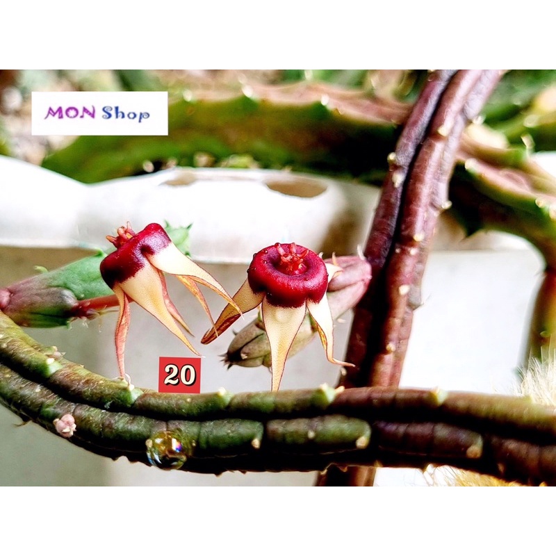 Xương rồng sao biển ngôi sao năm cánh trắng nhuỵ đỏ Huernia procumbens