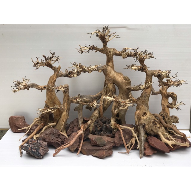 Bonsai tam đa cho bể 48cx90d Giá rẻ nhất vịnh bắc bộ