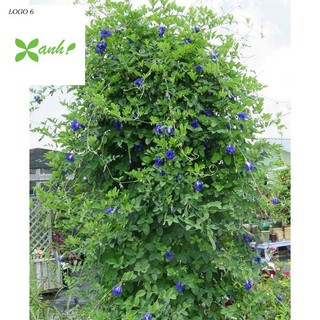 20 Hạt giống Hoa Đậu Biếc (Dễ trồng)