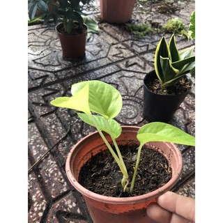 Trầu bà vàng -bầu đất