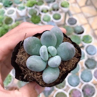 Sen Đá Sỏi Xanh Full Size |FREESHIP| SENĐÁ ĐÀ LẠT, ĐÃ THUẦN KHÍ HẬU, SIÊU KHOẺ ĐẸP, LỖI 1 ĐỔI 1