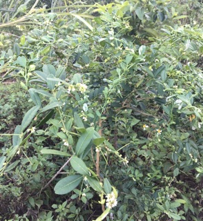 Cây quýt gai 1kg(tươi)