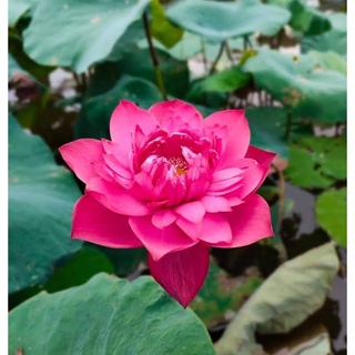 hạt giống sen lớn các màu (10 hạt)