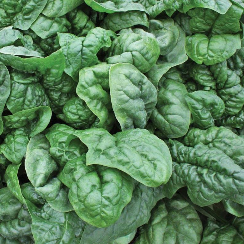 Hạt giống cải bó xôi 10g